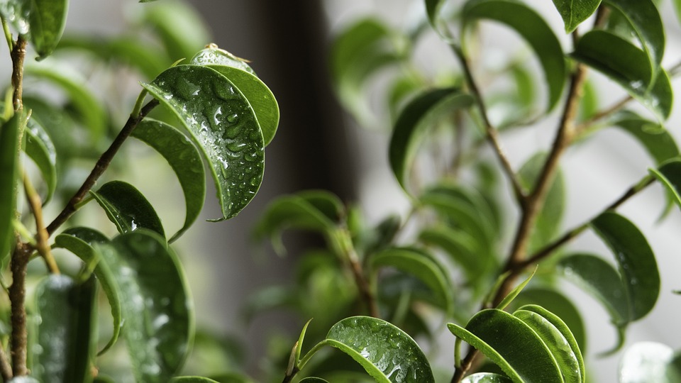 Watering a bonsai - bonsai care guide 