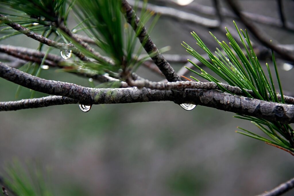 Watering a bonsai - bonsai care guide 