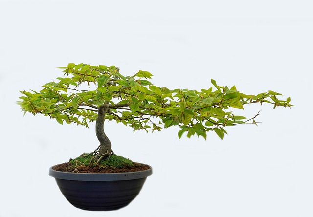 Windswept Style in Bonsai Design 2