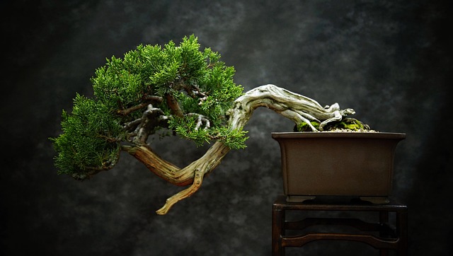 Windswept Style in Bonsai Design 2