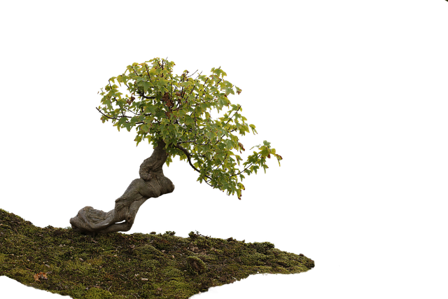 Windswept Style in Bonsai Design 2