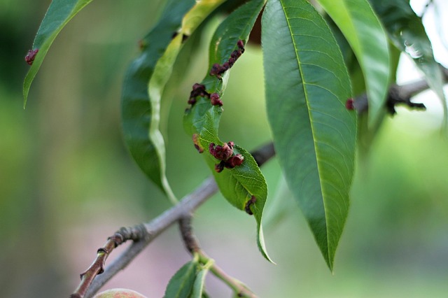 bonsai diseases