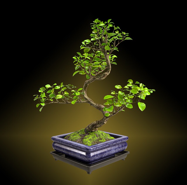 bonsai philosophy guide 