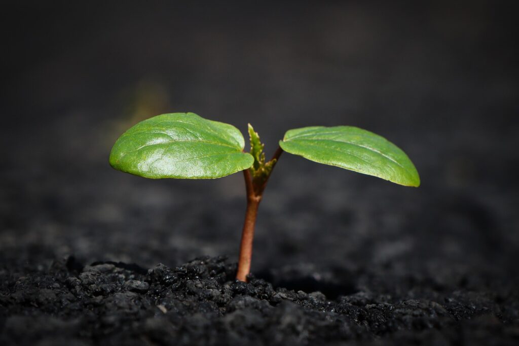 bonsai soil guide