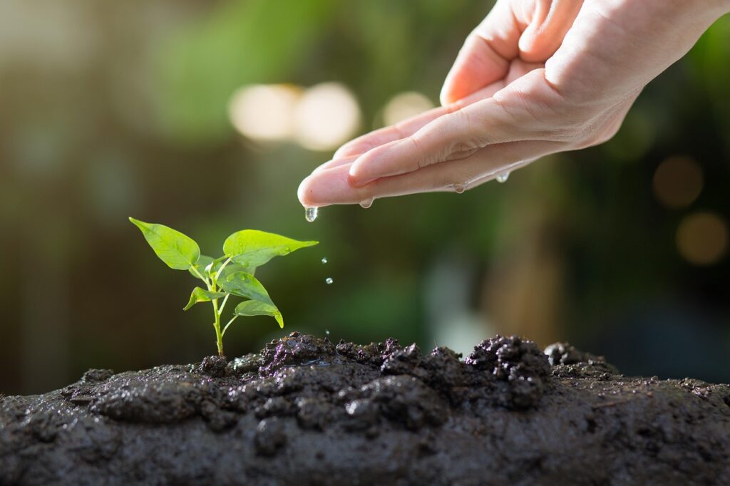 bonsai soil guide