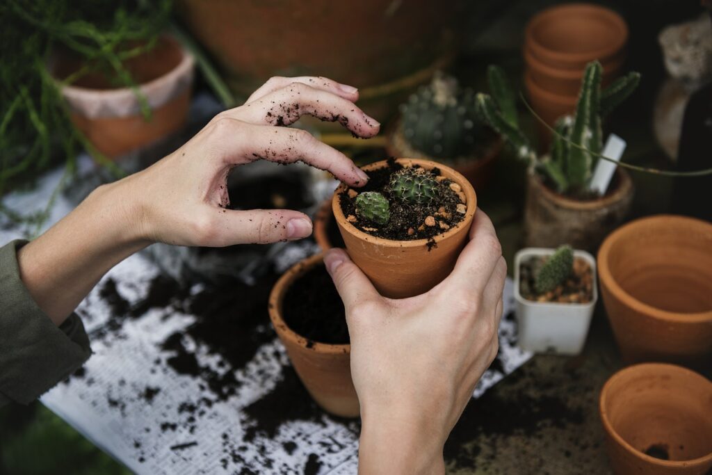 bonsai soil guide