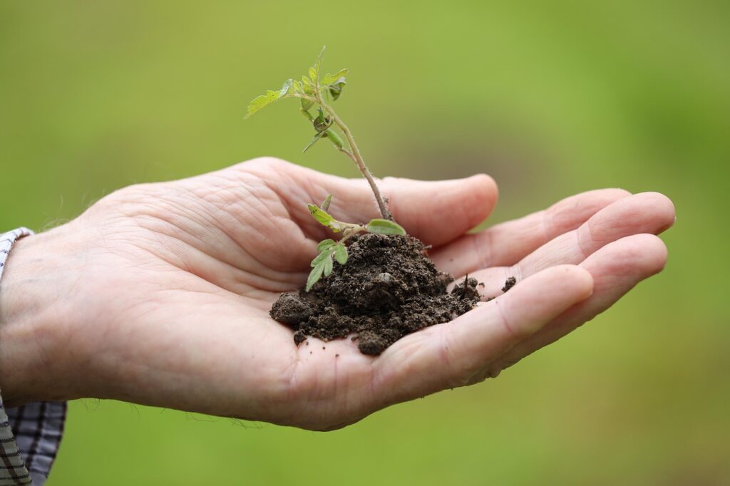bonsai soil guide
