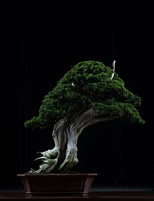 driftwood style bonsai guide 1