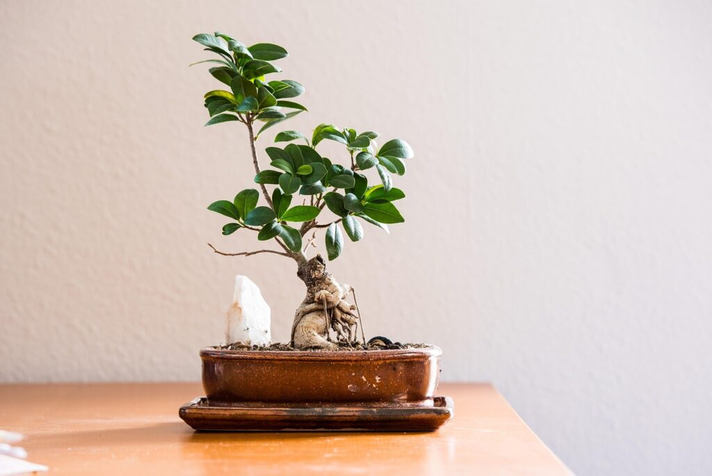 propagating a bonsai tree main