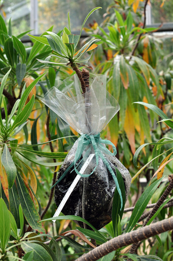 propagating a bonsai tree main