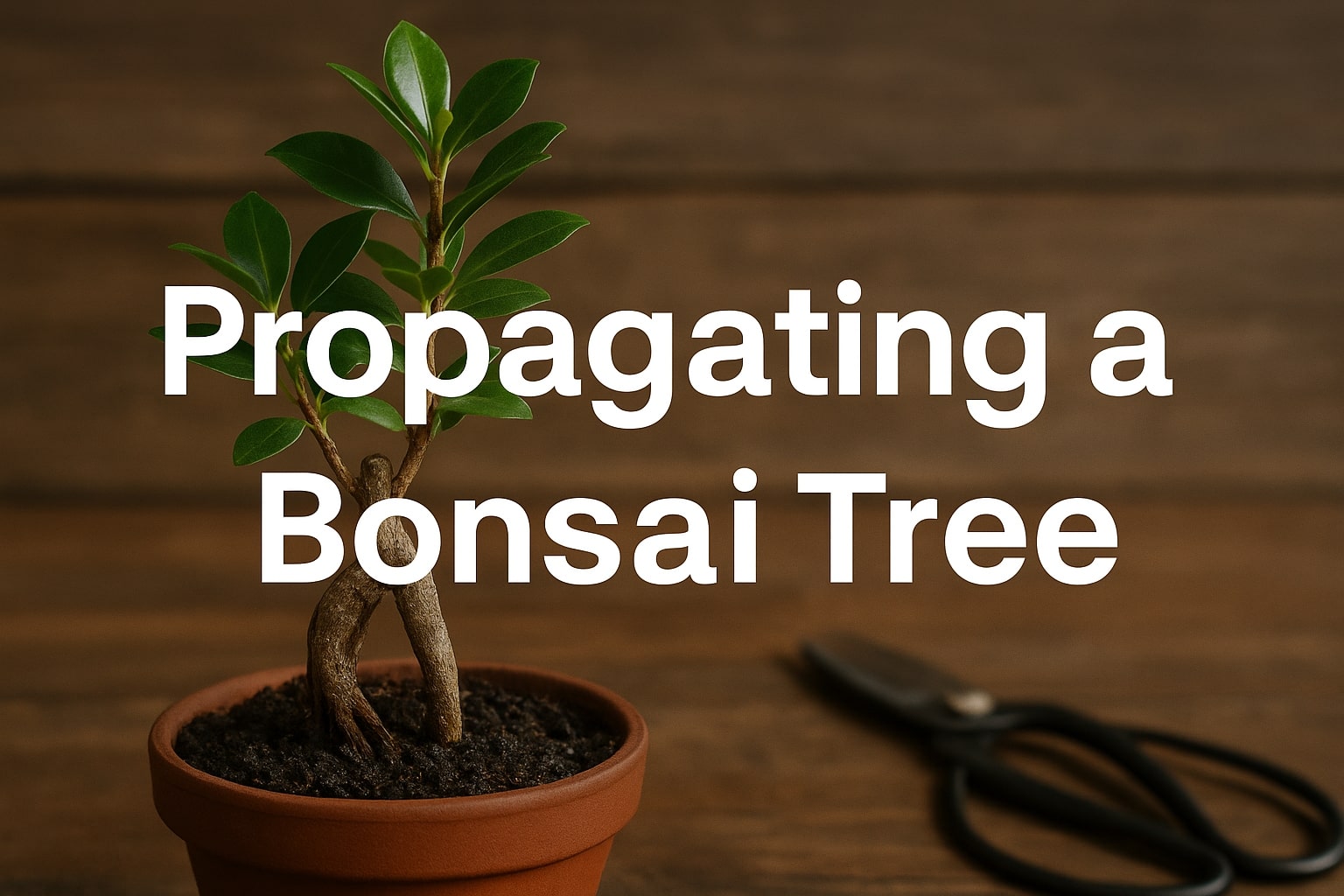 propagating a bonsai tree main