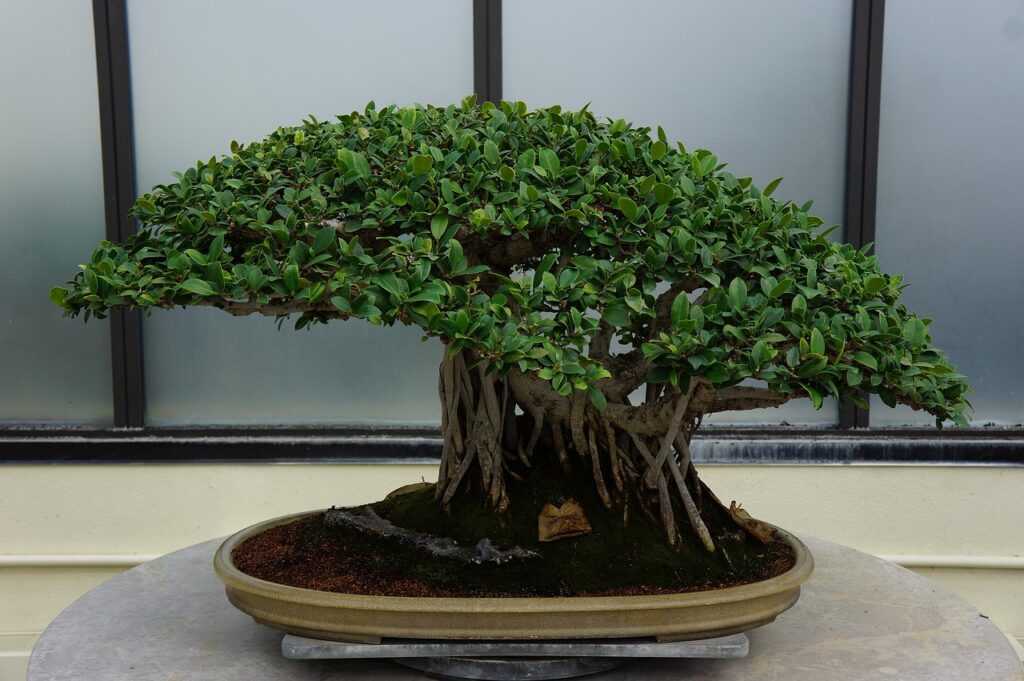 repotting a bonsai tree