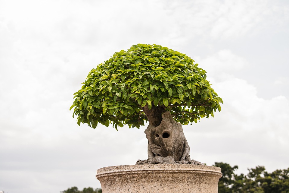 repotting a bonsai tree