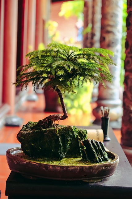 rock style bonsai 1