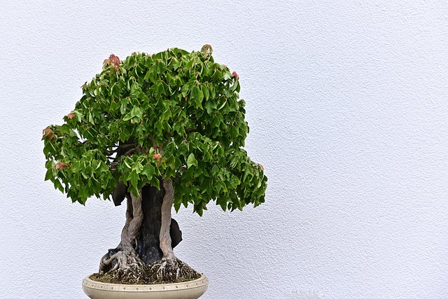rock style bonsai 1