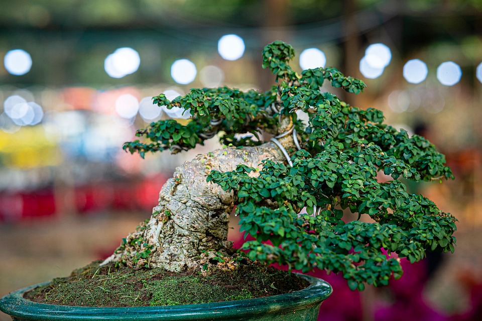 wiring a bonsai tree 1