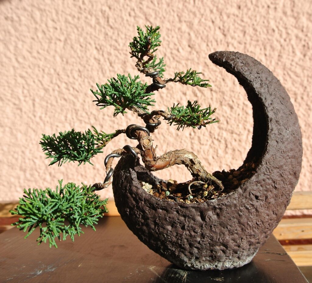 wiring a bonsai tree 1
