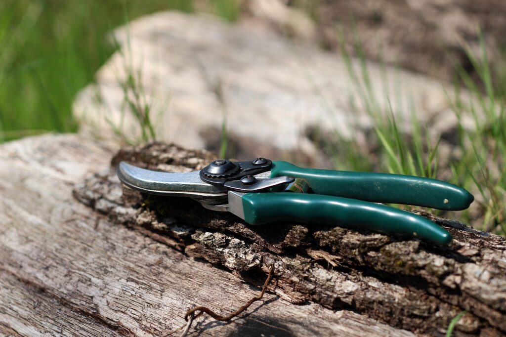 A Complete Guide to Bonsai Tool Maintenance