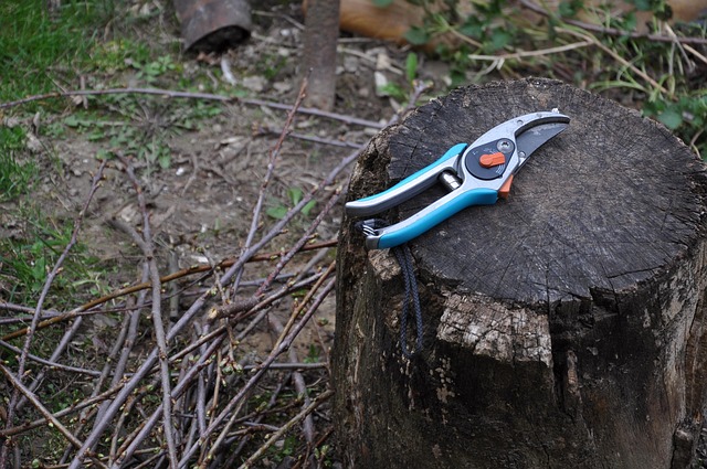 A Complete Guide to Bonsai Tool Maintenance