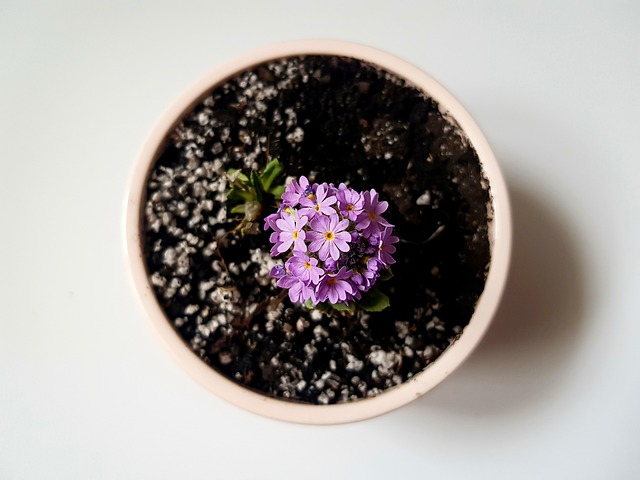 A complete guide to bonsai pots for beginners