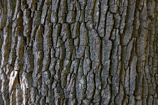 Bark identification bonsai guide