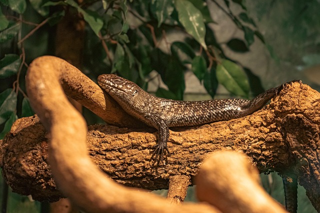 Bonsai wildlife companions reptile 2