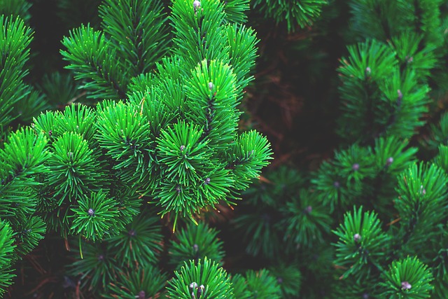 Embryophytes taxonomy guide land plants