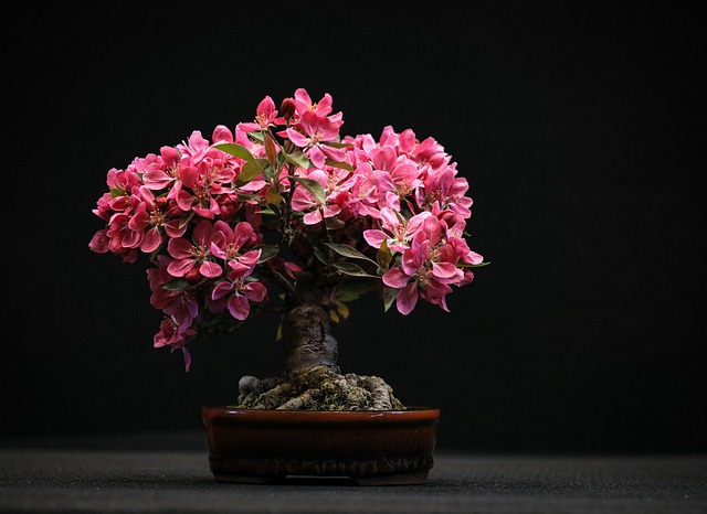 Flower Identification A Practical Guide for Bonsai and Garden Enthusiasts