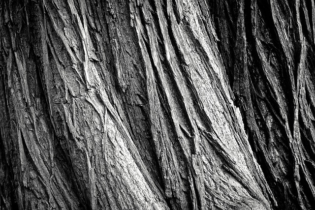 How to Identify a Bonsai Tree A Beginner’s Guide bark