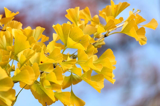 How to Identify a Bonsai Tree A Beginner’s Guide seasons