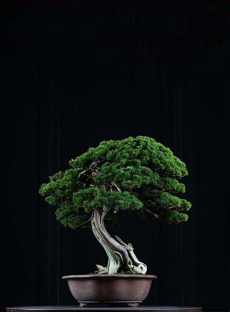 Polysporangiophytes taxonomy guide 1