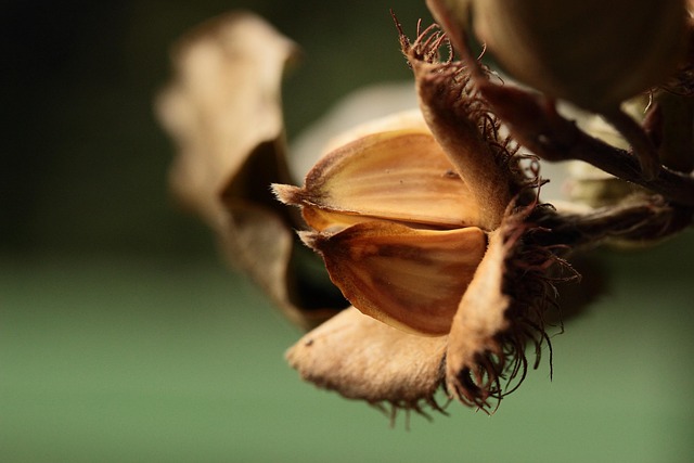 Seed identification bonsai guide 3