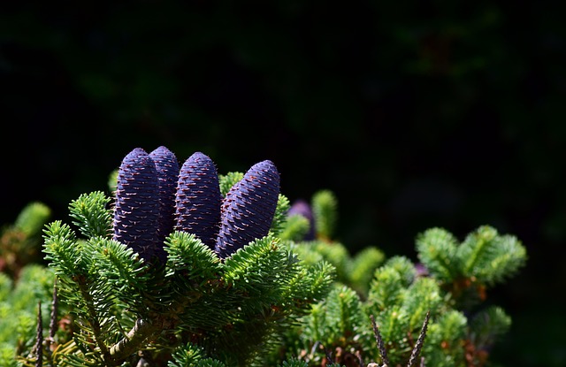 Tracheophytes taxonomy guide