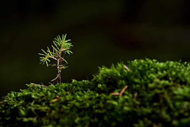 What are bonsai tree companions