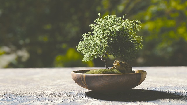 bonsai therapy page