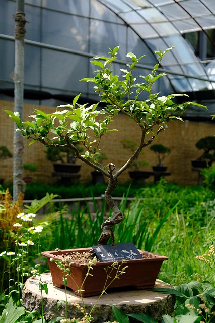 bonsai tree families guide 