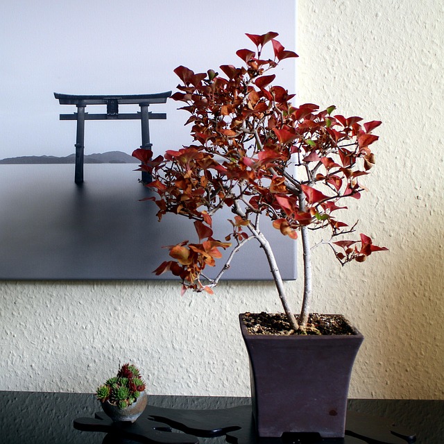 bonsai tree families guide