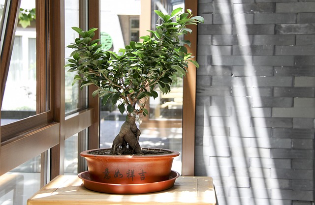 bonsai tree species guide