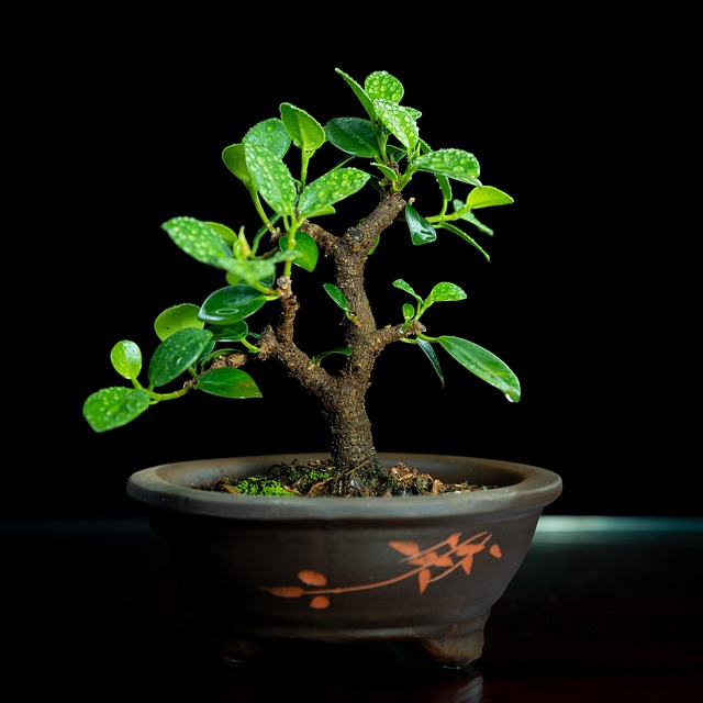bonsai tree species guide