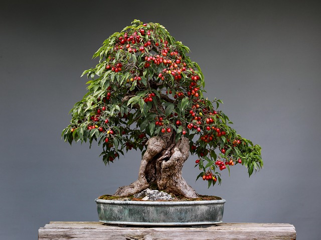 bonsai tree species guide
