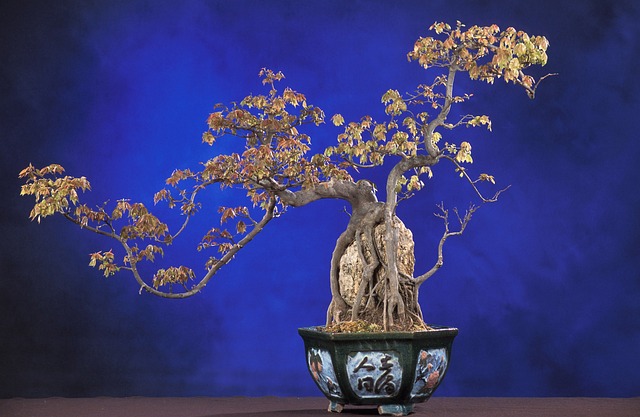 bonsai tree therapy guide