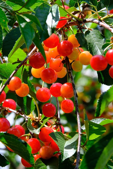 bonsarium fruit identification