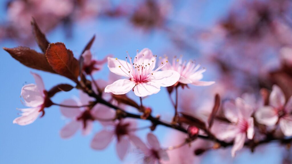 Angiospermae flowering plants 