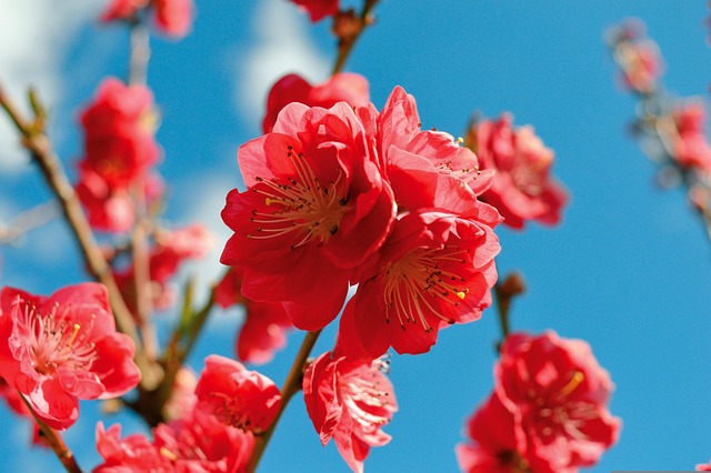 Angiospermae flowering plants
