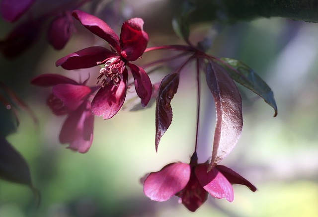 Angiospermae flowering plants