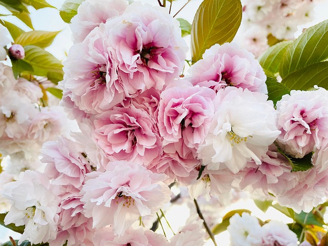 Angiospermae flowering plants