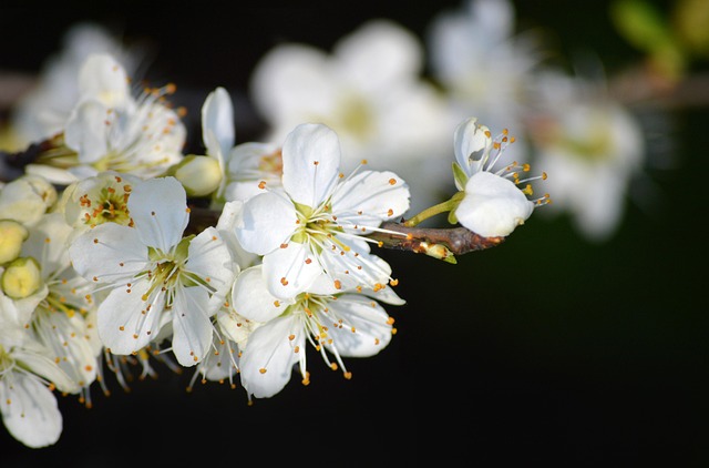 Angiospermae flowering plants