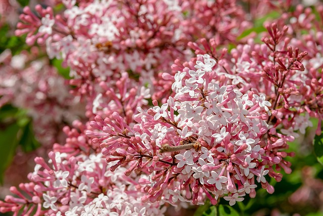 Angiospermae flowering plants