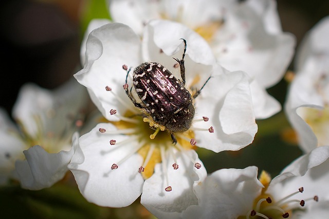 Angiospermae flowering plants