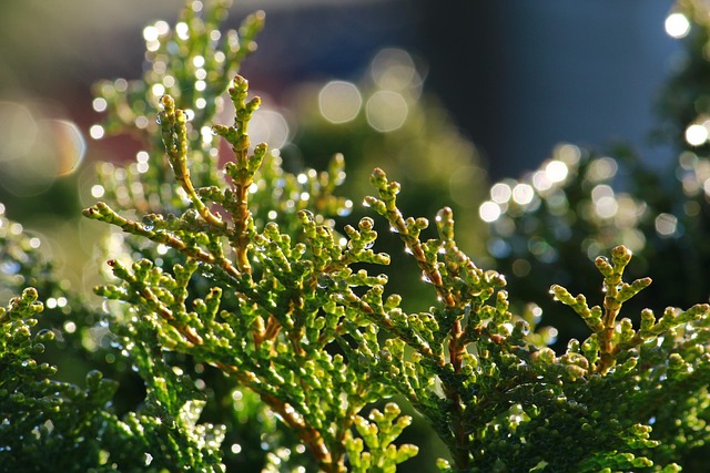 Cupressaceae Cypress Family Taxonomy